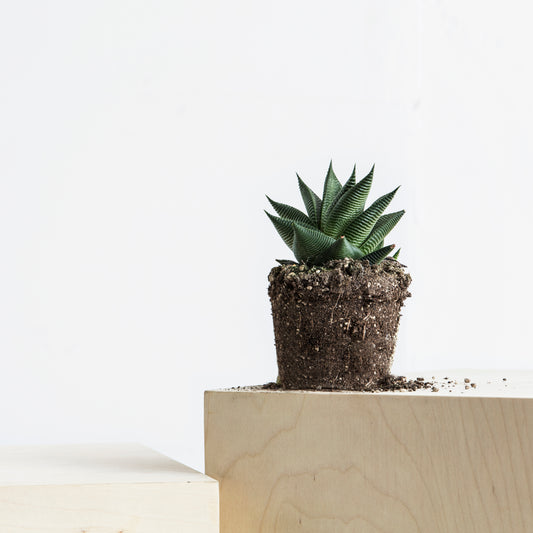 Haworthia Limifolia S Size