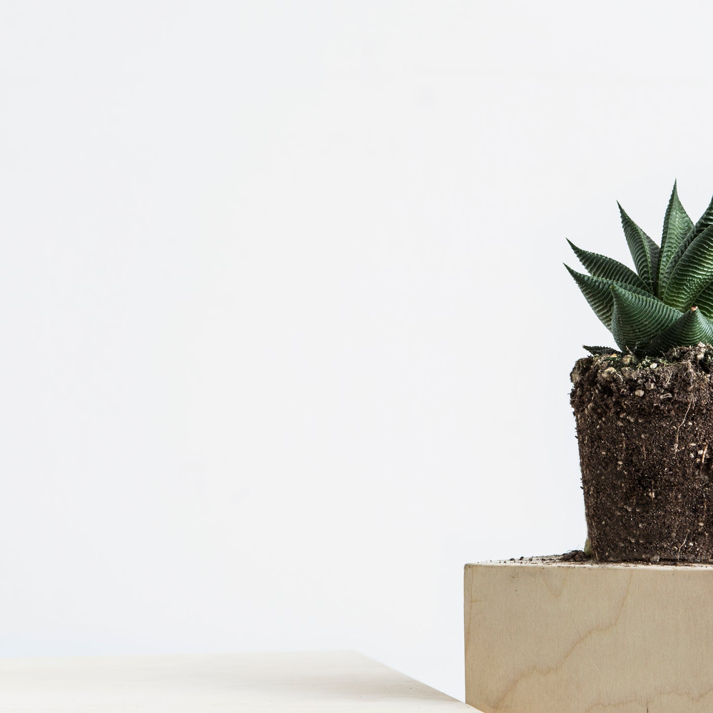 Haworthia Limifolia S Size