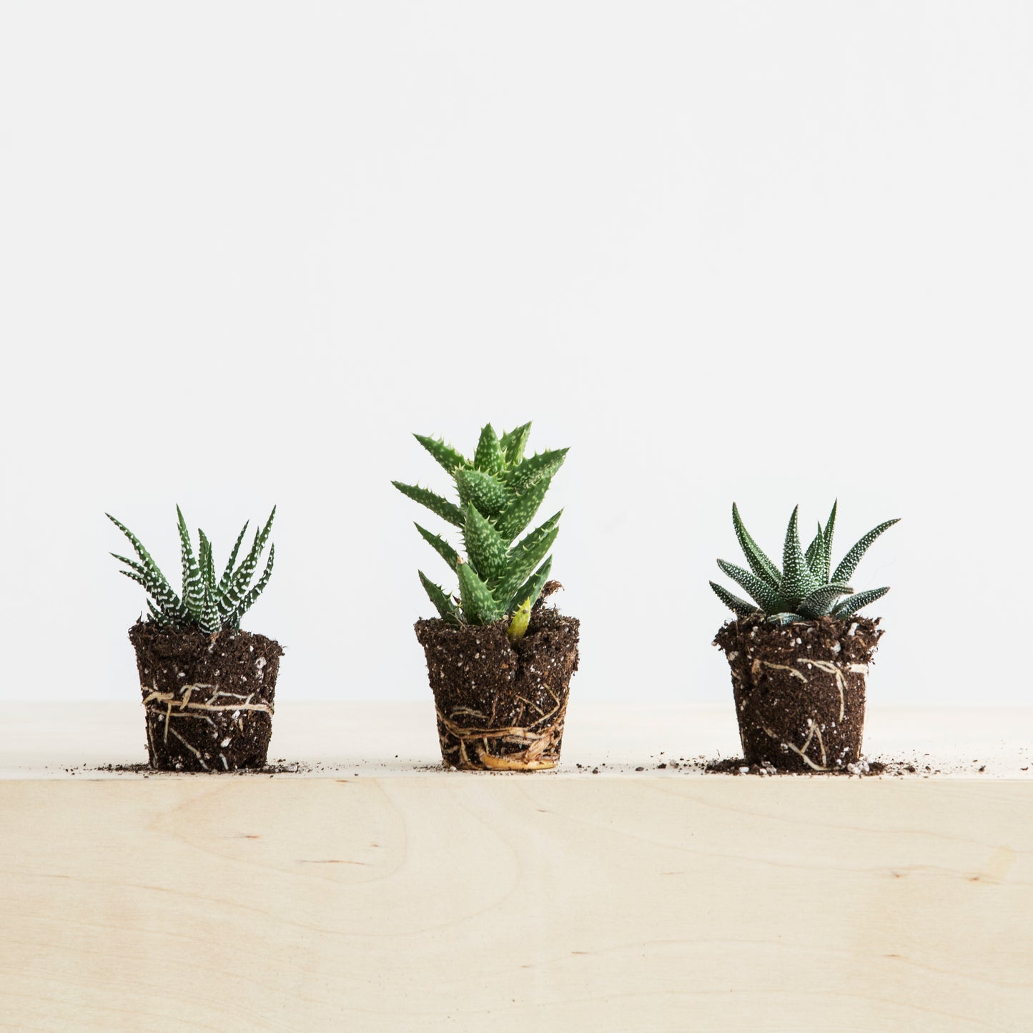 Succulent Mini 3 Pack