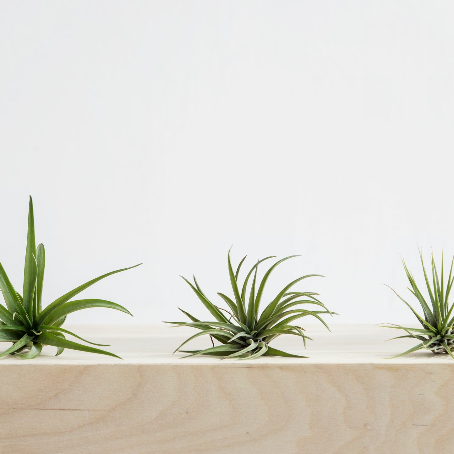 Airplants Mini 3 Pack