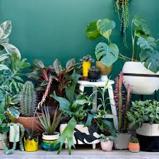 Urban Jungle: Living and Styling with Plants